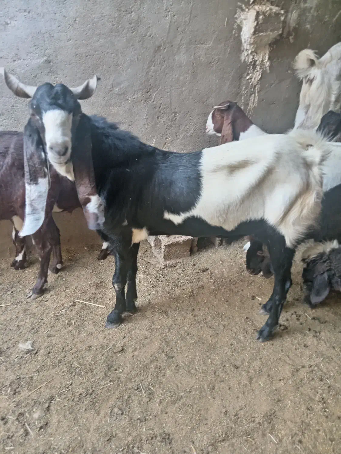 پازن داشتی بز دورگ پاکستانی|حیوانات مزرعه|سعدآباد, |دیوار