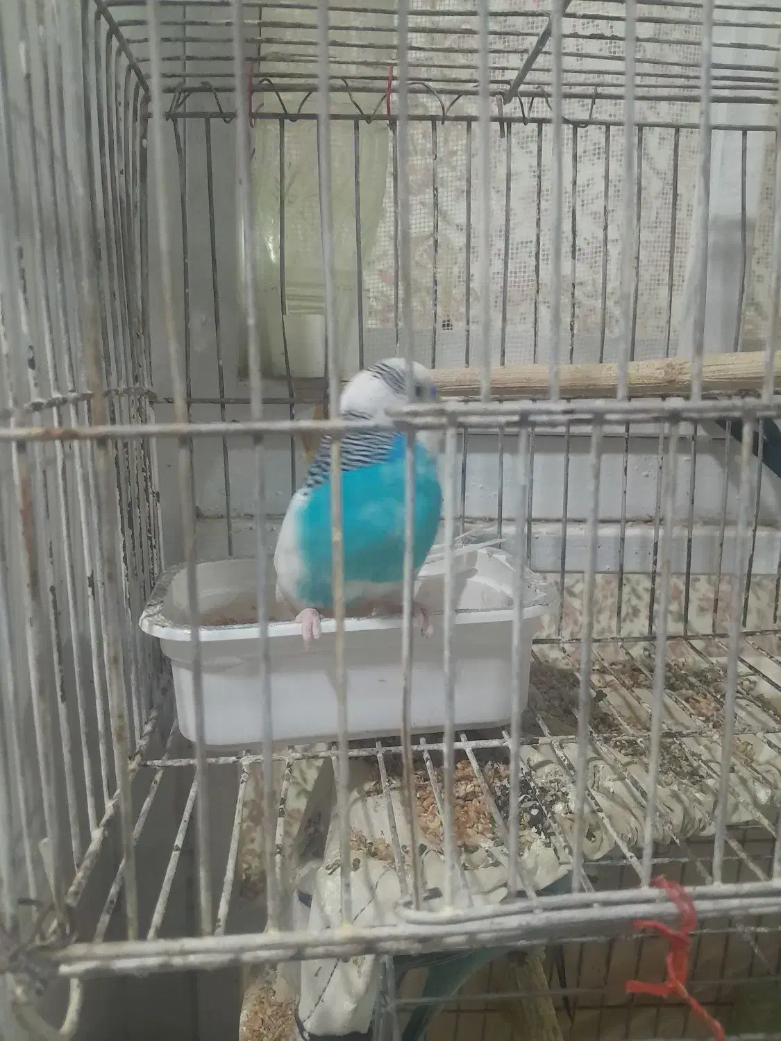 جفت مرغ عشق مولد|پرنده|شوش, |دیوار