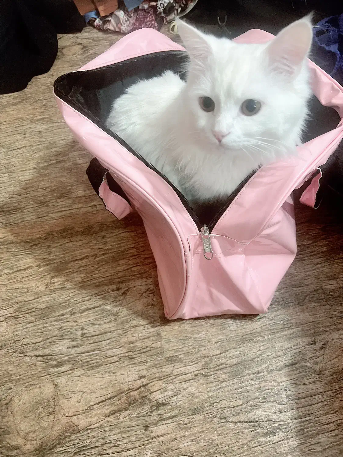 گربه نر پرشین|گربه|بندر گناوه, |دیوار