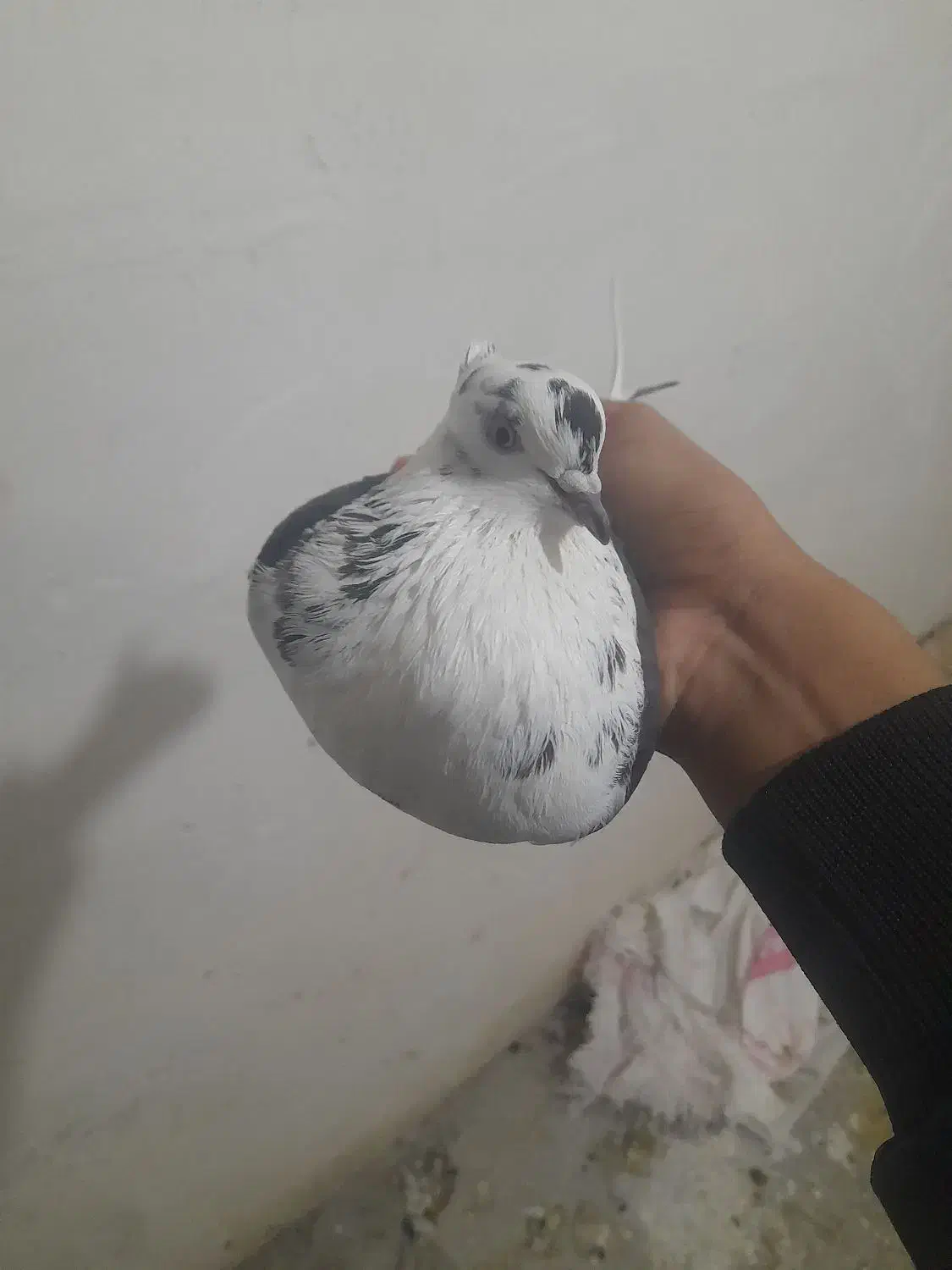 کبوتر  شازده|پرنده|سرپل ذهاب, |دیوار