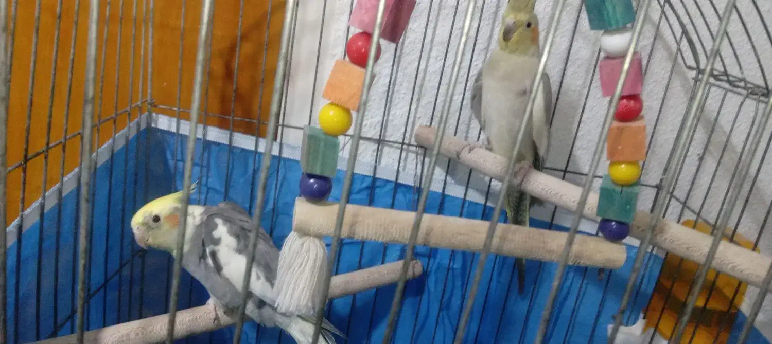 فروشی عروس  هلندی تا چند کلم یادگرفتن  بدو بیا|پرنده|فین, |دیوار