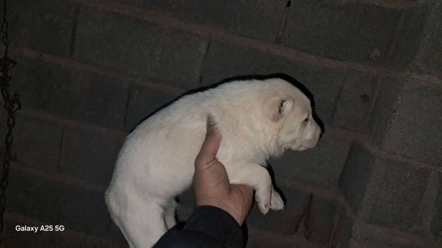 واگذاری رایگان توله ماده دورگه سرابی|سگ|سیرجان, |دیوار