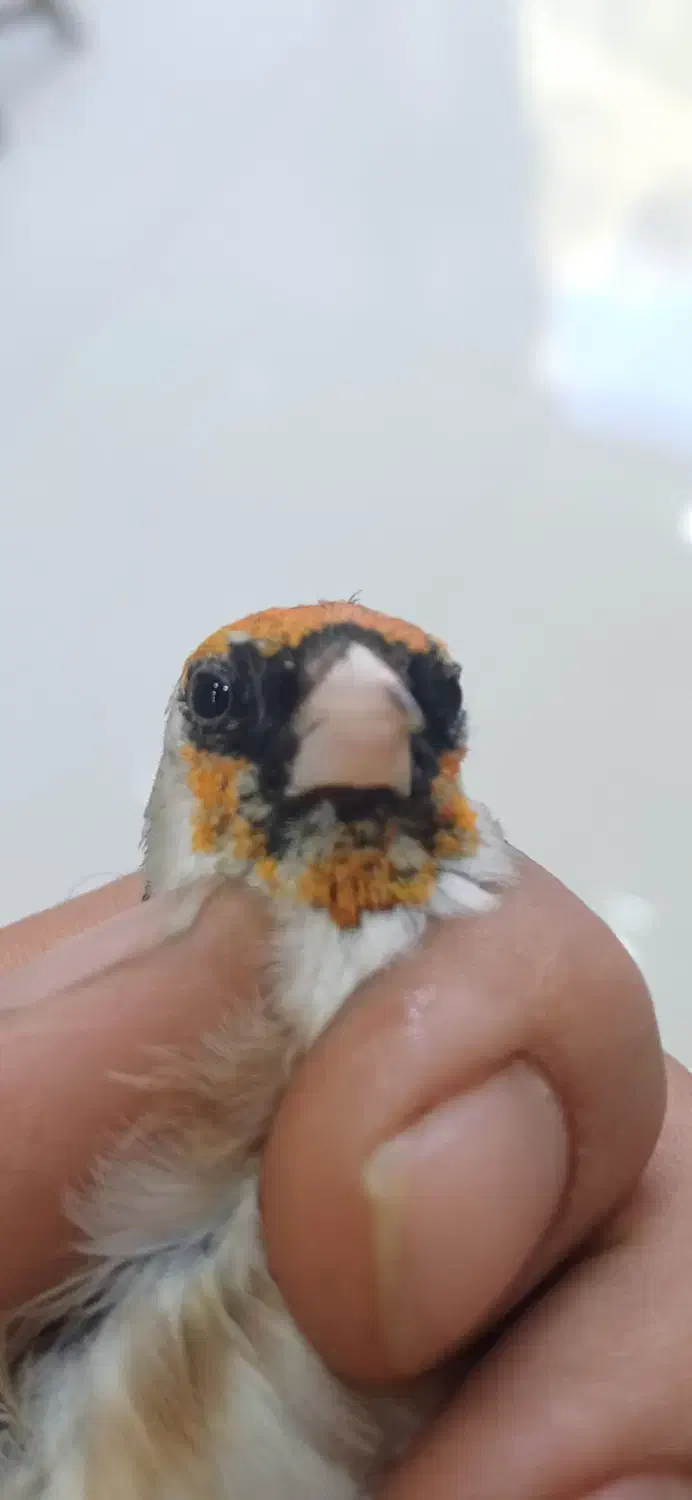 سهره چونه سفید قیمت ۱۲ ملیون تومان مقطوع|پرنده|اقلید, |دیوار