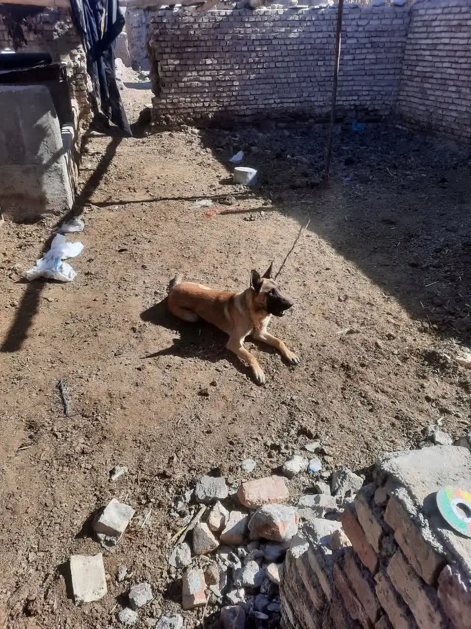 سگ مالینویز|سگ|خوسف, |دیوار