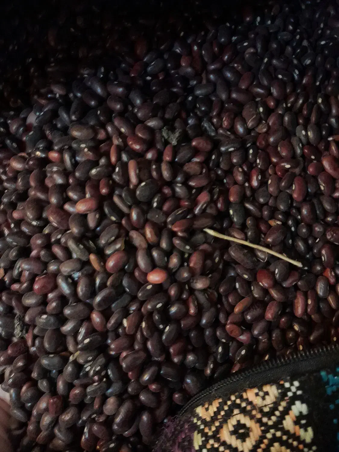 فروش لوبیا قرمز|خوردنی و آشامیدنی|سرپل ذهاب, |دیوار