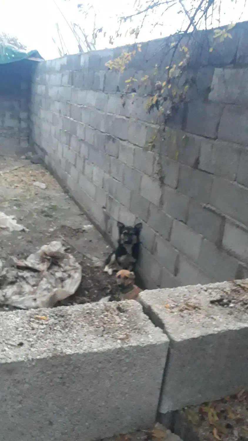 سگپاکوتاه|سگ|خان ببین, |دیوار