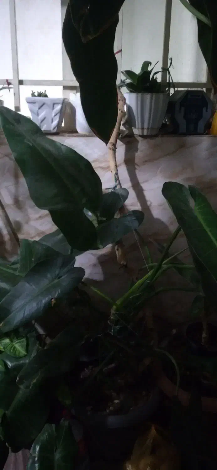 گل فیلیدندرون|گل و گیاه طبیعی|کرج, گلدشت|دیوار