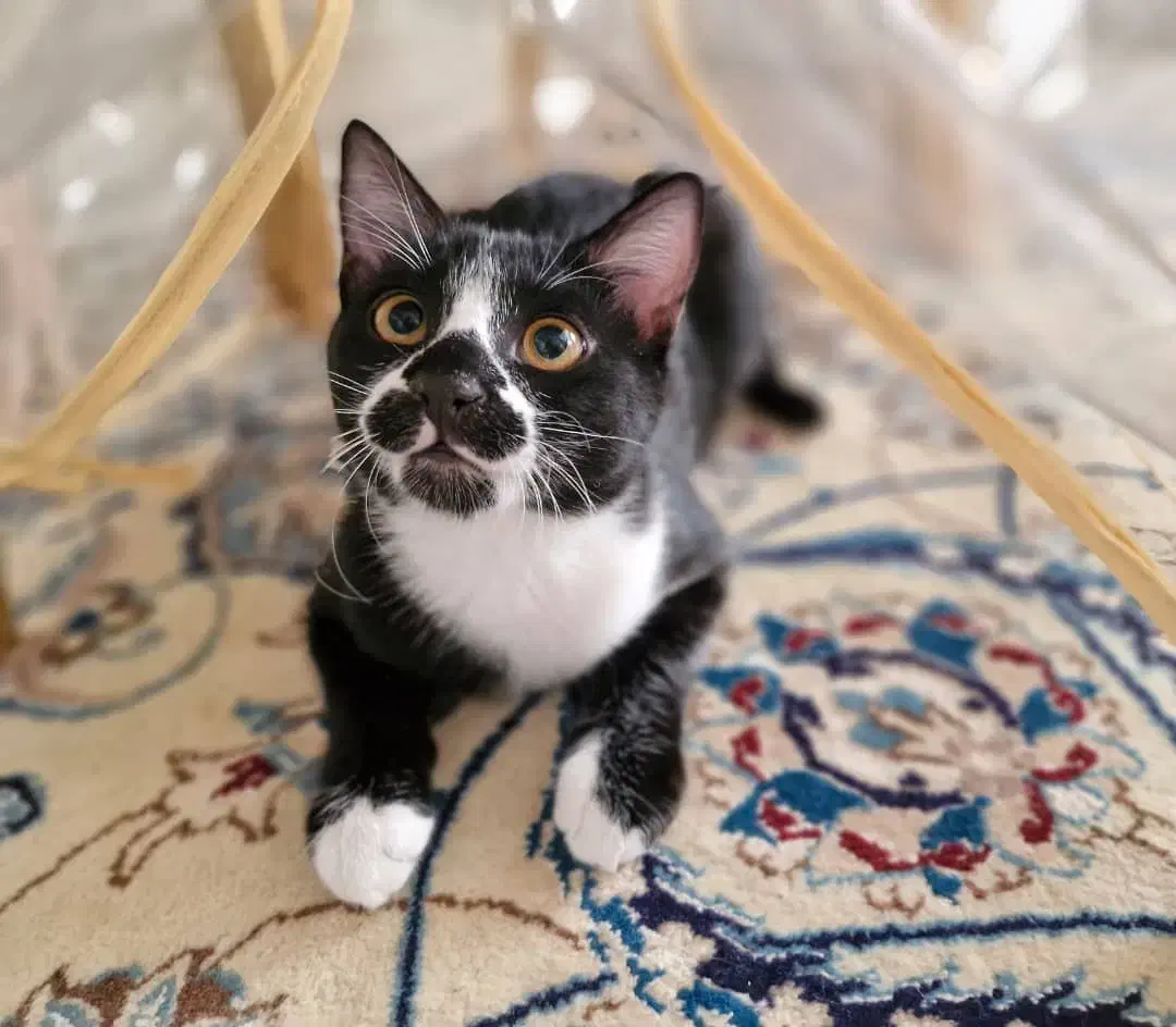 گربه ۵ماهه واکسن زده|گربه|اصفهان, سعادتآباد|دیوار