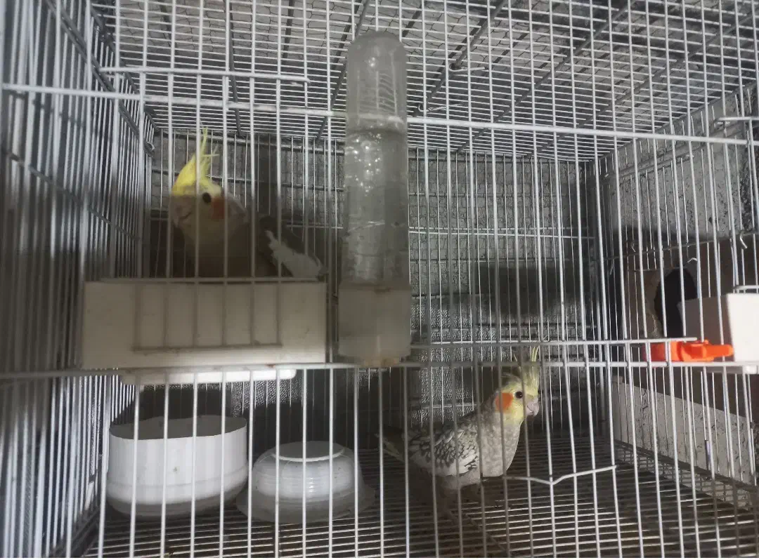 طوطی عروس|پرنده|آمل, |دیوار