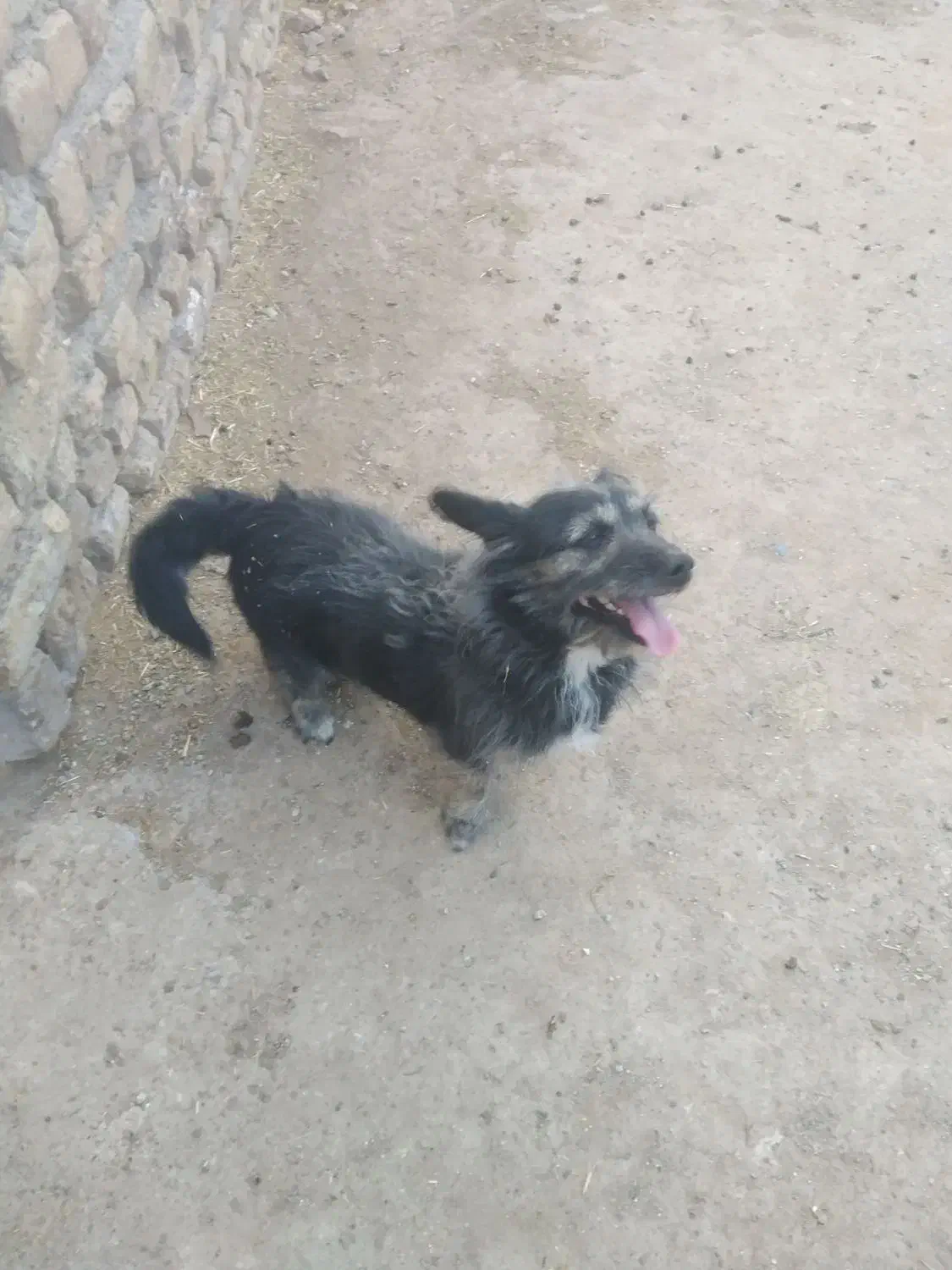 سگ پاکوتا|سگ|قم, شاد قلی|دیوار