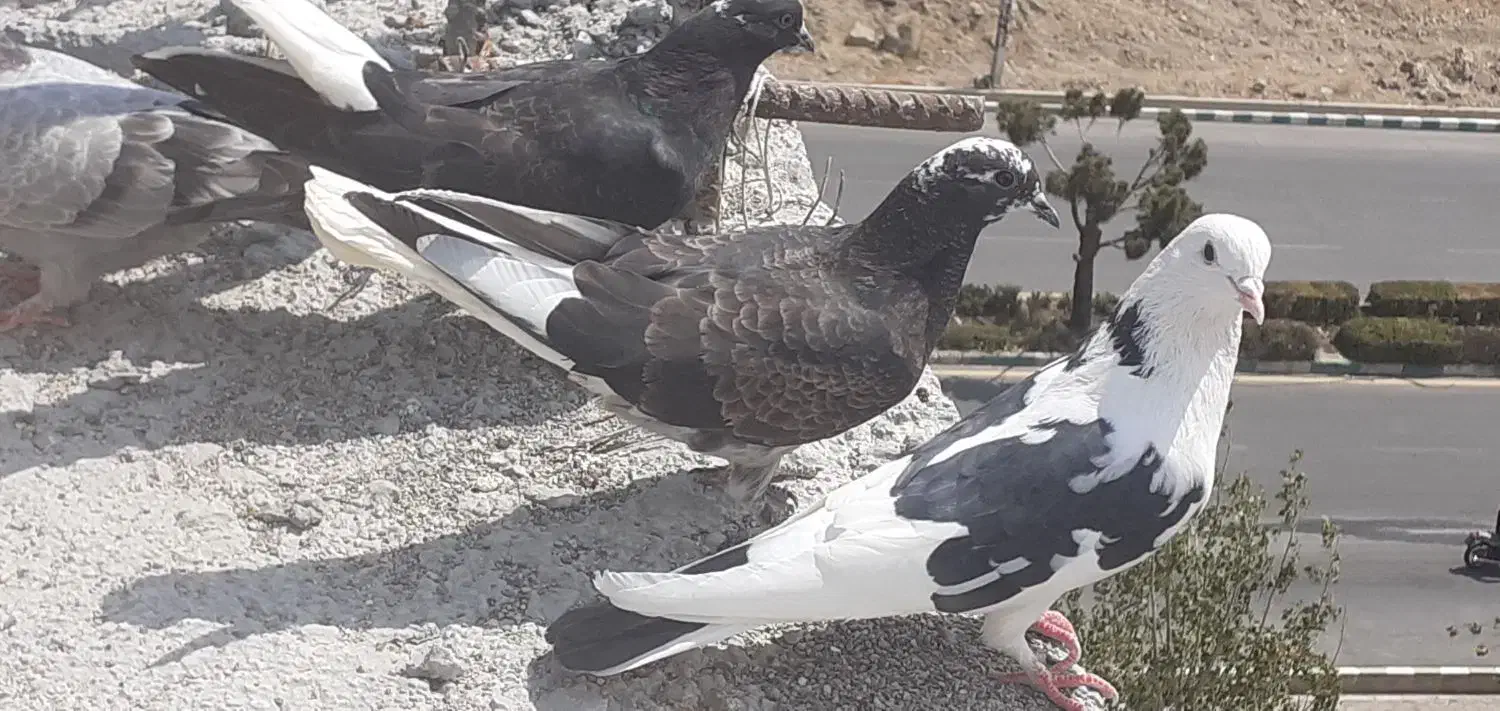 کبوتر پور دم سفید و مرغ عشق|پرنده|شهرکرد, |دیوار