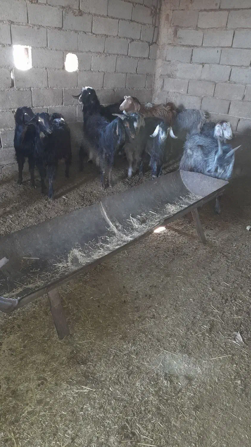 فروش ده راس کهره سبک با دوتا بز|حیوانات مزرعه|بختگان, |دیوار