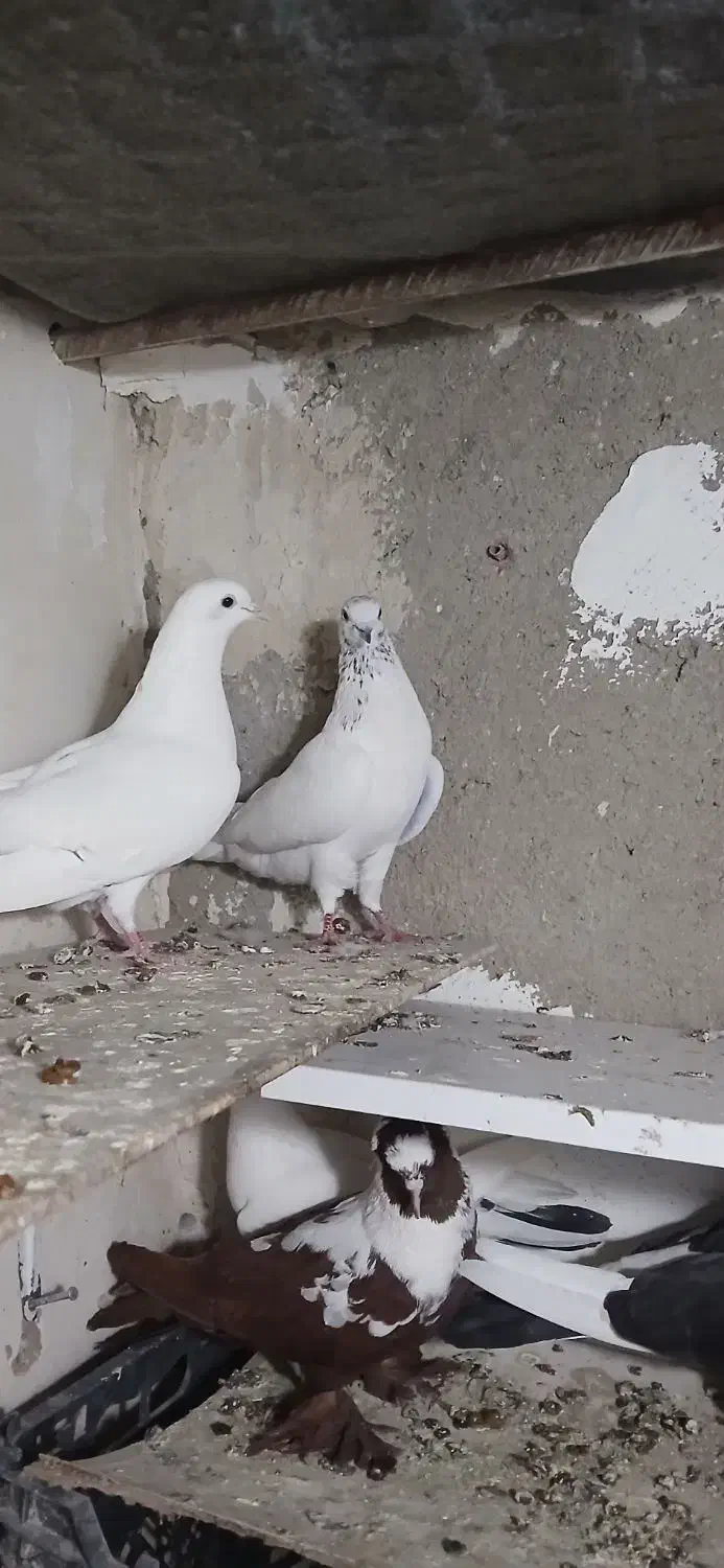 طوقی|پرنده|اردبیل, |دیوار