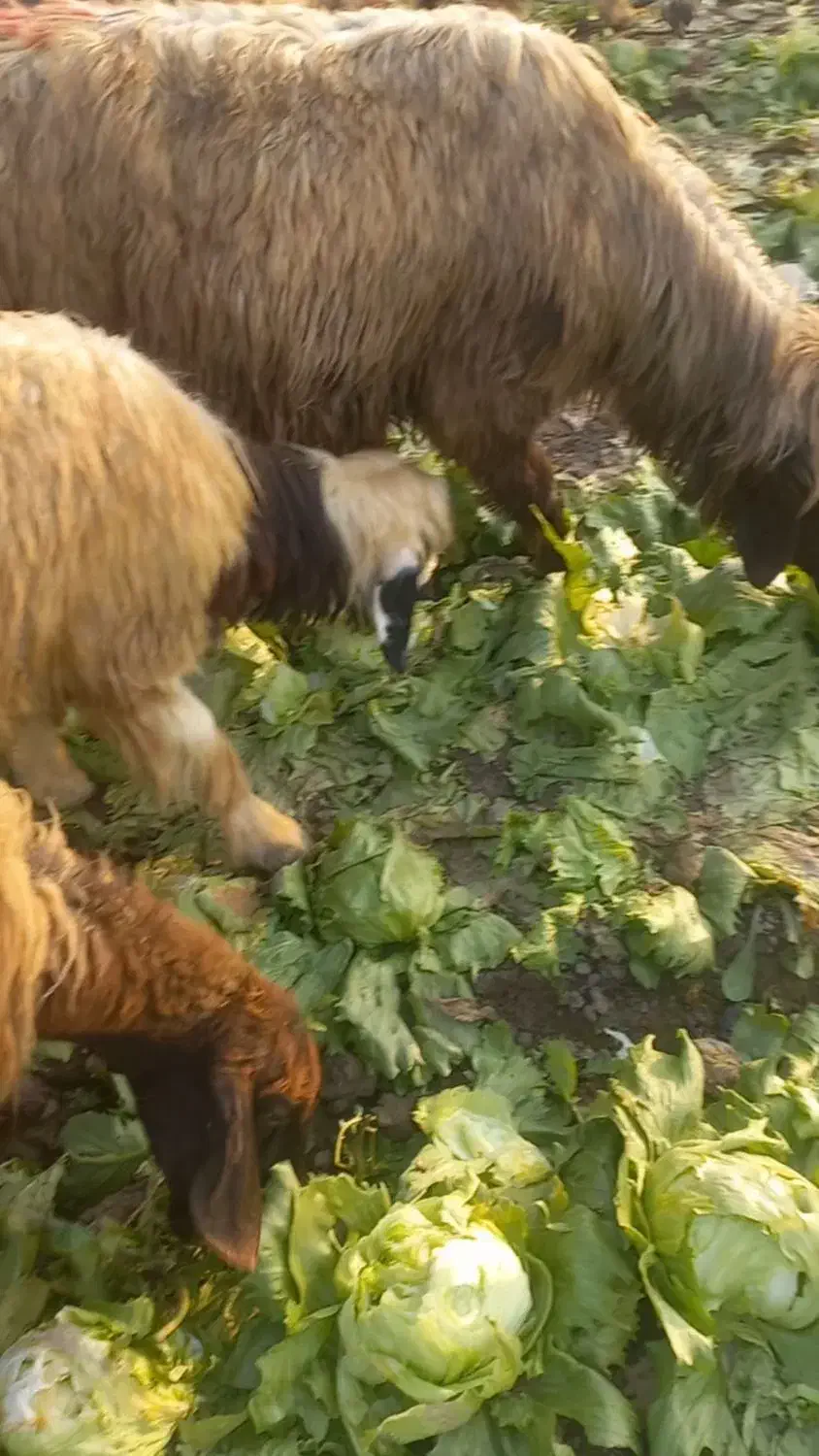 گوسفند گمشده|حیوانات|شوش, |دیوار