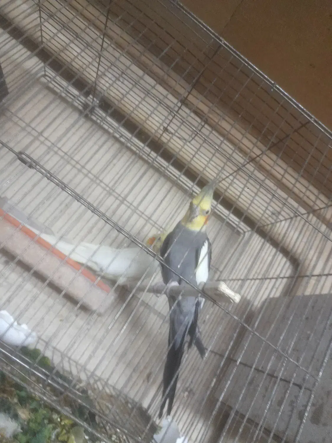 عروس هلندی در همه نژاد|پرنده|باسمنج, |دیوار