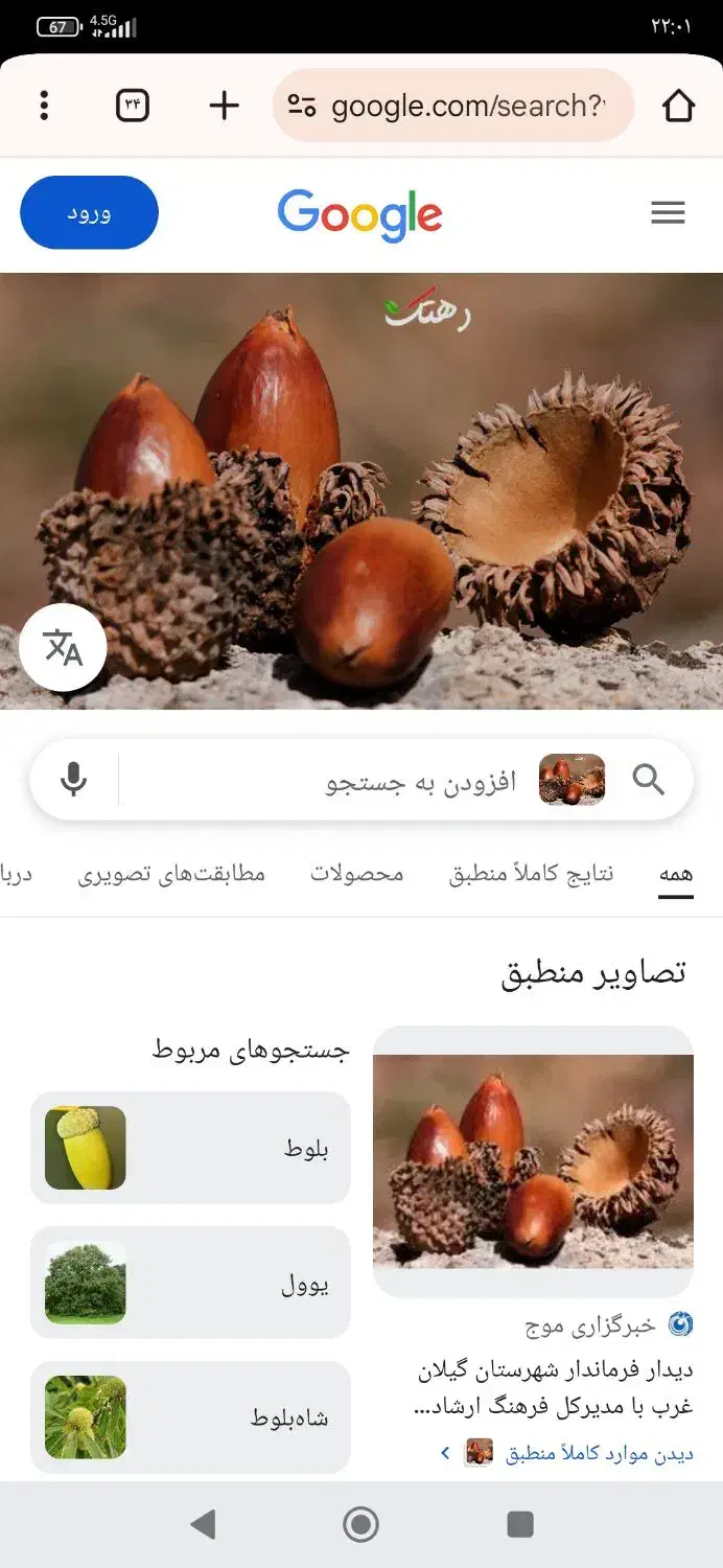 بلوط|لوازم جانبی حیوانات|هندمینی, |دیوار