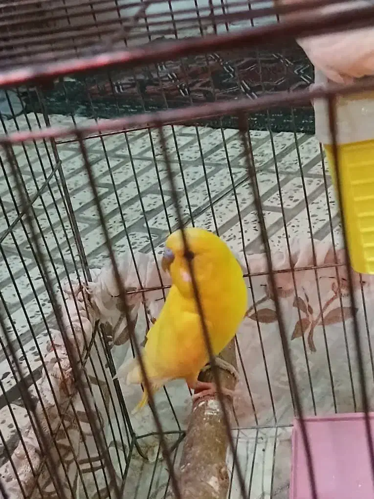 مرغ عشق|پرنده|ری, ملکآباد|دیوار