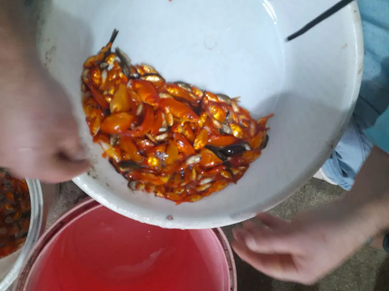 ماهی قرمز|ماهی|مزرعه کتول, |دیوار