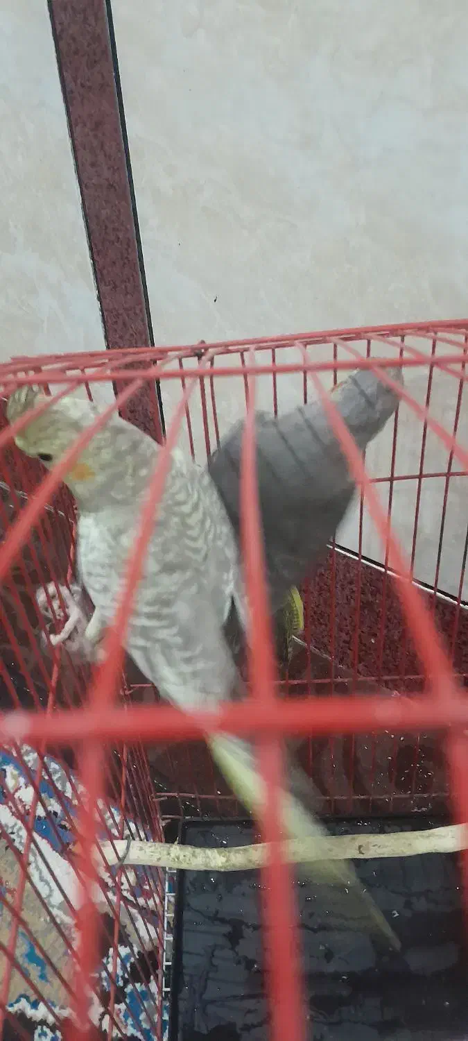 بدلیل نیاز مالی|پرنده|رامشیر, |دیوار