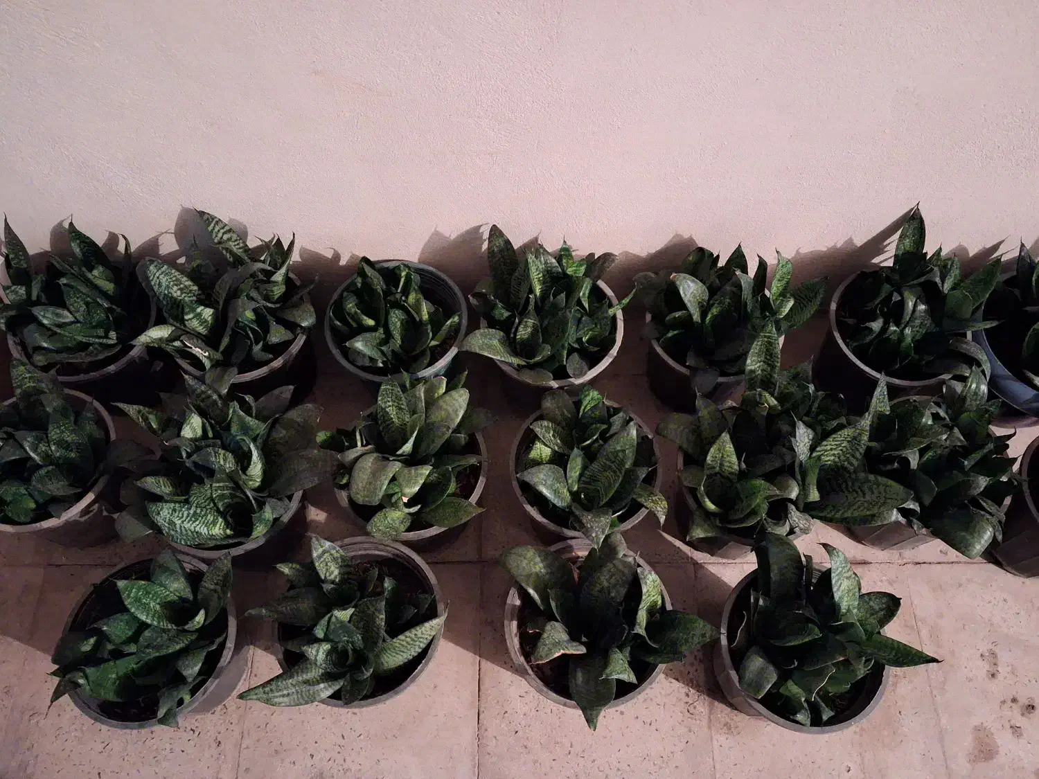 گل سانسوریا خونگی|گل و گیاه طبیعی|آبیک, |دیوار