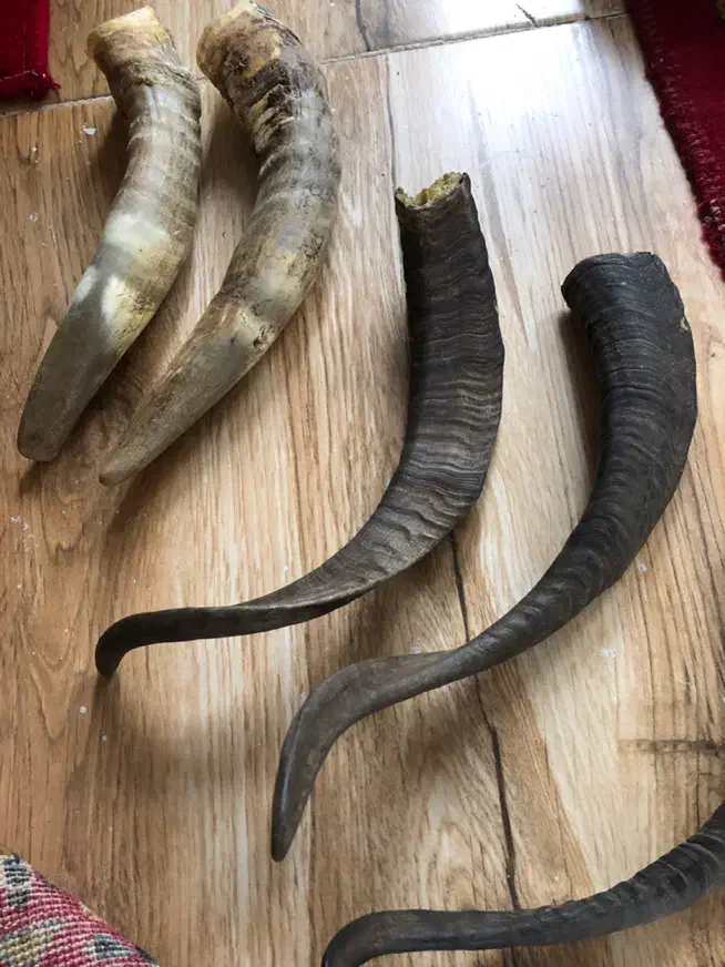 شاخ بز‌عتیقه|کلکسیون اشیاء عتیقه|قزوین, |دیوار