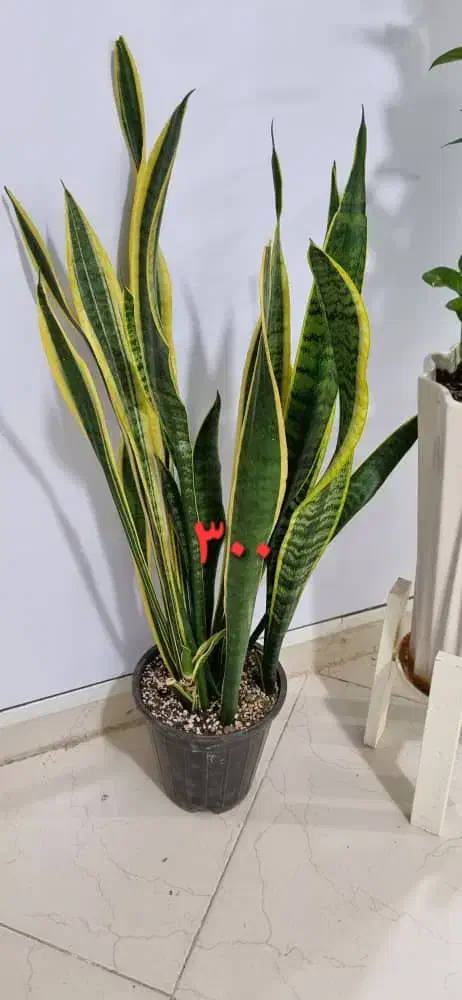 گل و گلدان|گل و گیاه طبیعی|اهواز, سیصد دستگاه|دیوار