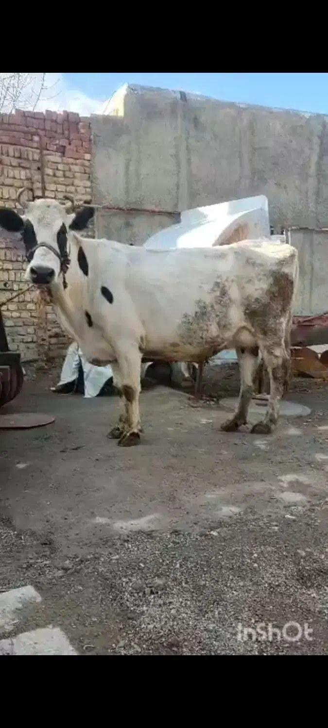 گاو ۵ ماه آبستن و گوساله ماده سیمینتال مالچه|حیوانات مزرعه|کنگاور, |دیوار