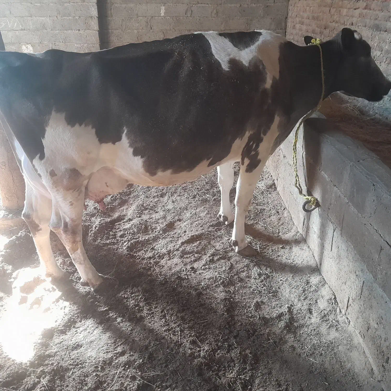 گاو شیری|حیوانات مزرعه|فیروزآباد (آذربایجان), |دیوار