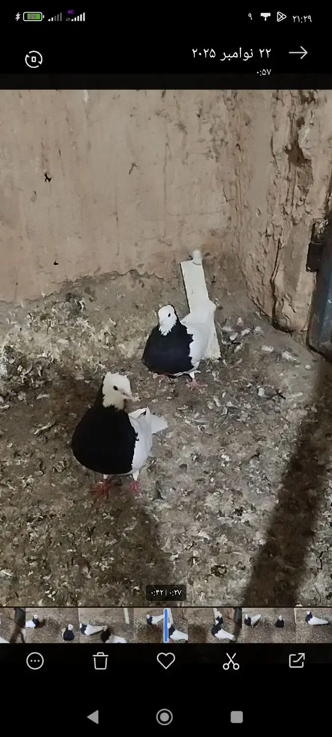 جفت طوقی سیاه واکسی درجه یک|پرنده|جوین, |دیوار