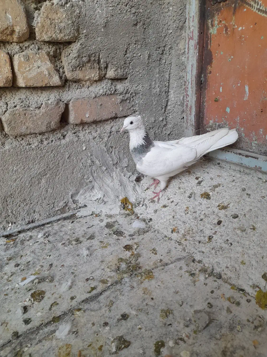 طوقی|پرنده|بروجرد, |دیوار