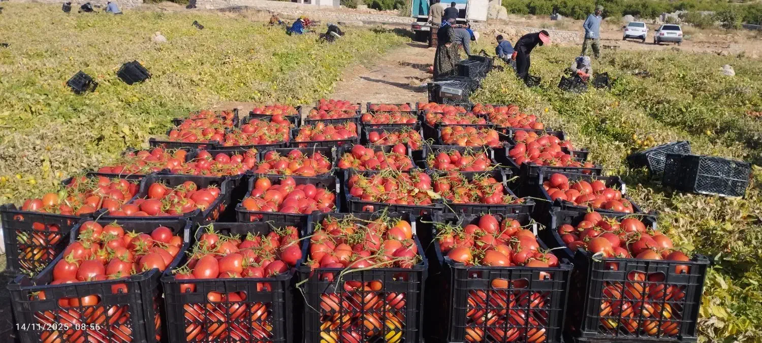 فروش گوجه لوکس ساکاتا تناژ بالا|خوردنی و آشامیدنی|دهدشت, |دیوار