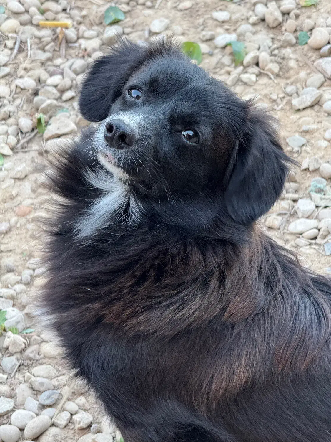 سگ نر ماده|سگ|بندر گناوه, |دیوار