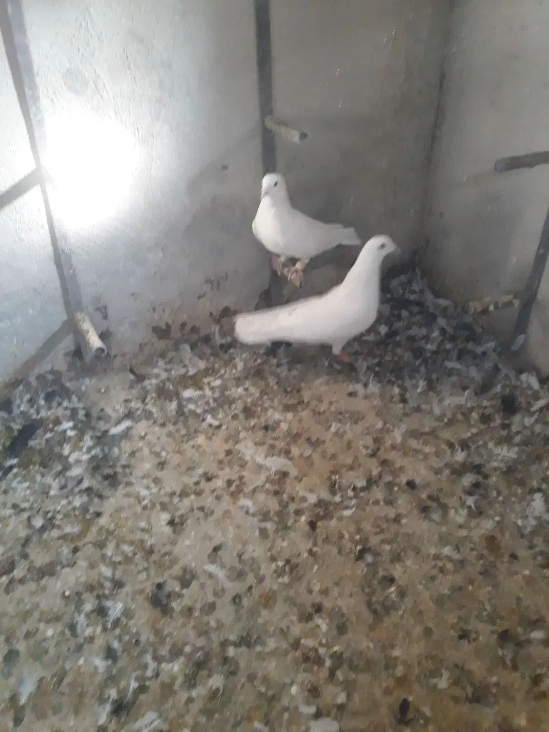 کفتر|پرنده|شیراز, شهرک پرواز|دیوار