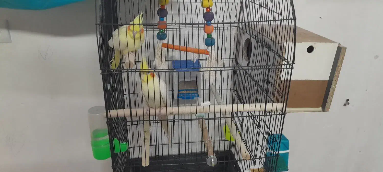 2 جفت عروس هلندی لوتیونو همراه جوجه|پرنده|طرقبه, |دیوار