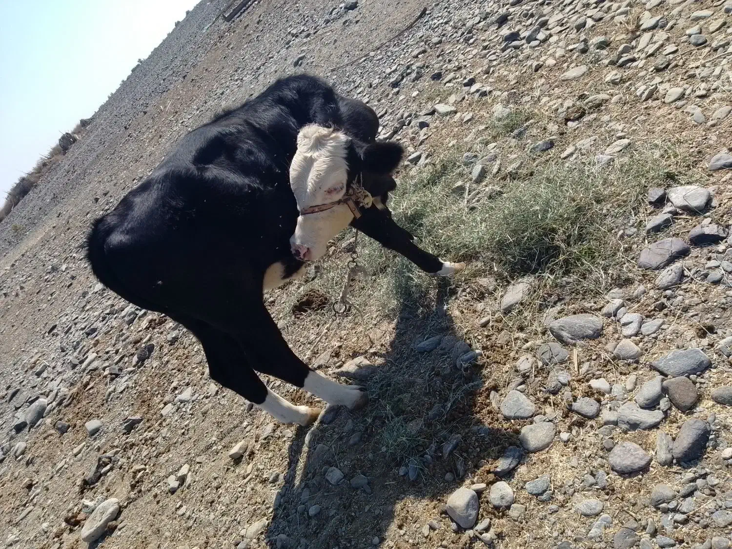 جلب سیمینال|حیوانات مزرعه|فاریاب, |دیوار