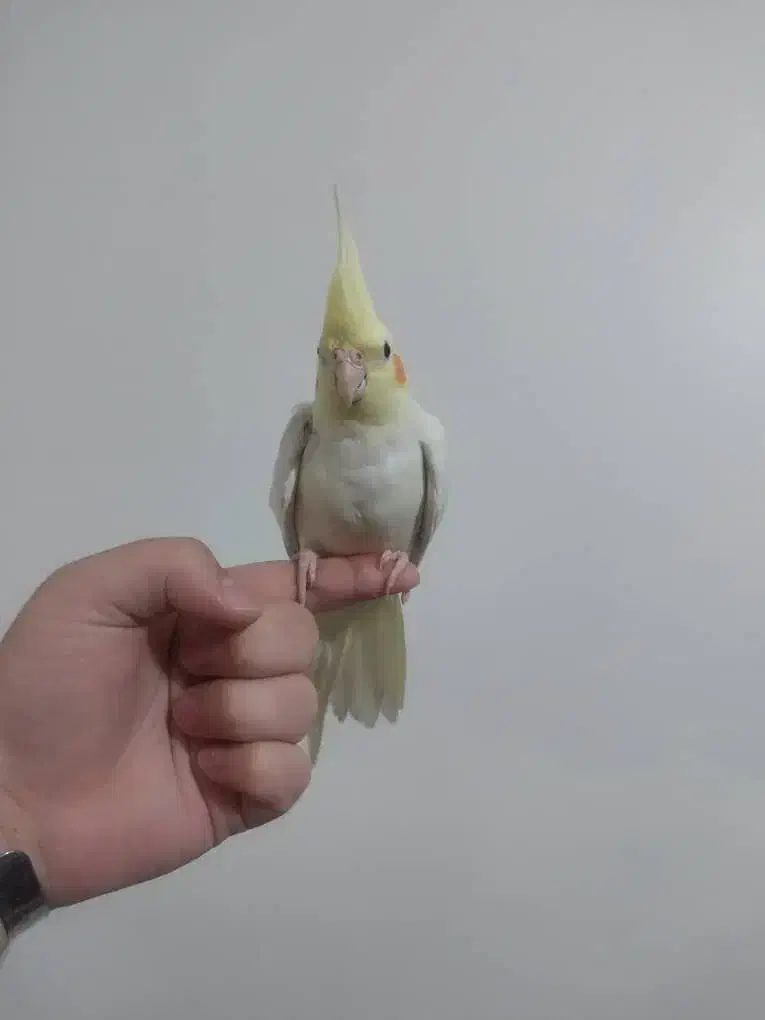 عروس هلندی لوتینو|پرنده|شهریار, شهرک بهاران (ویره)|دیوار