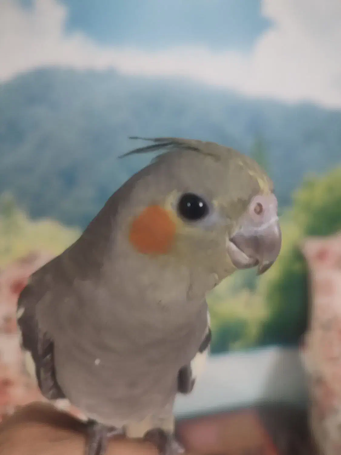 طوطی هلندی|پرنده|قزوین, |دیوار