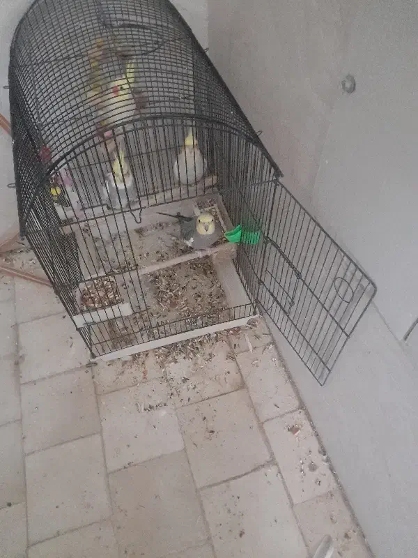 عروس هلندی گم شده|پرنده|قم, پشت انبار نفت|دیوار