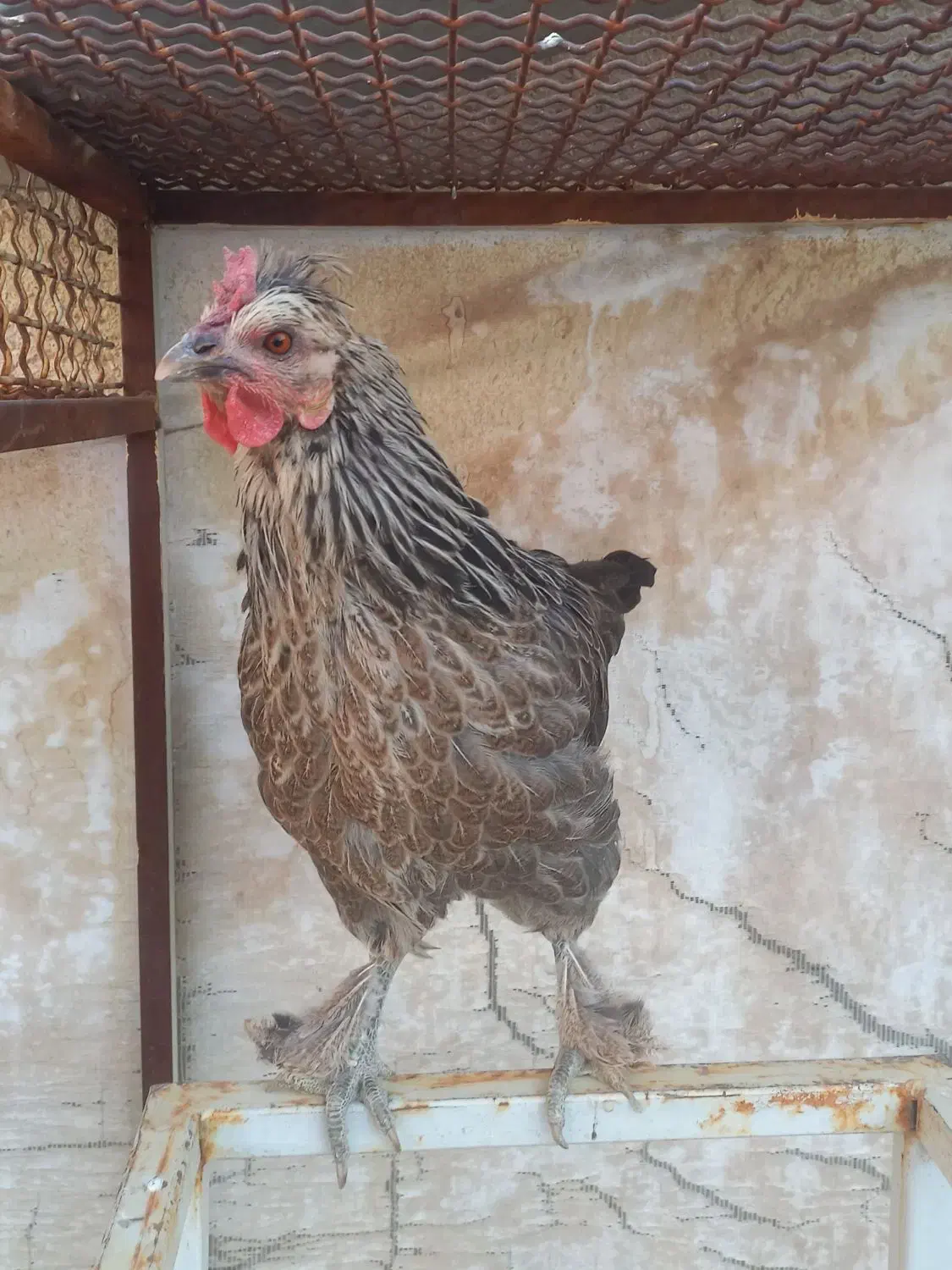 مرغ محلی|حیوانات مزرعه|فیروزآباد (فارس), |دیوار