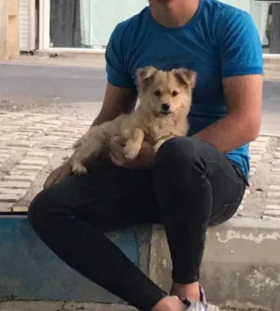 پامر عروسکی دو رگ|سگ|نسیمشهر, |دیوار