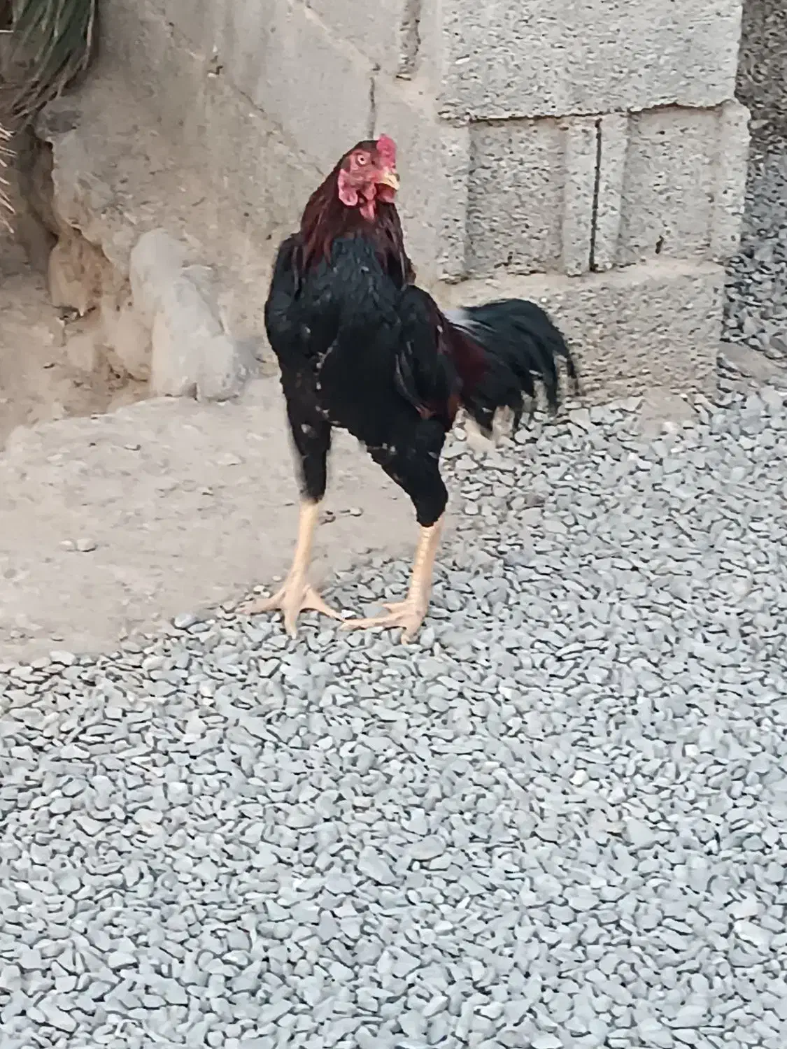 خروس|حیوانات مزرعه|سیب و سوران, |دیوار