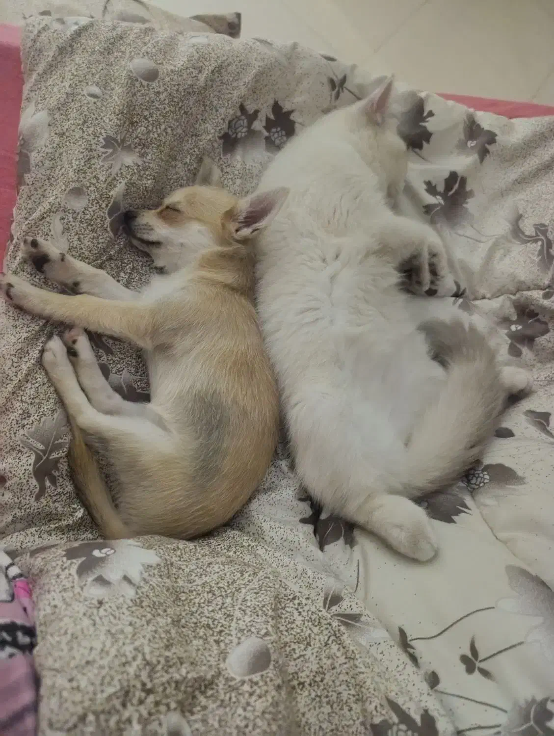 سگ شی هوا هوا ماده|سگ|کرج, اسدآباد|دیوار