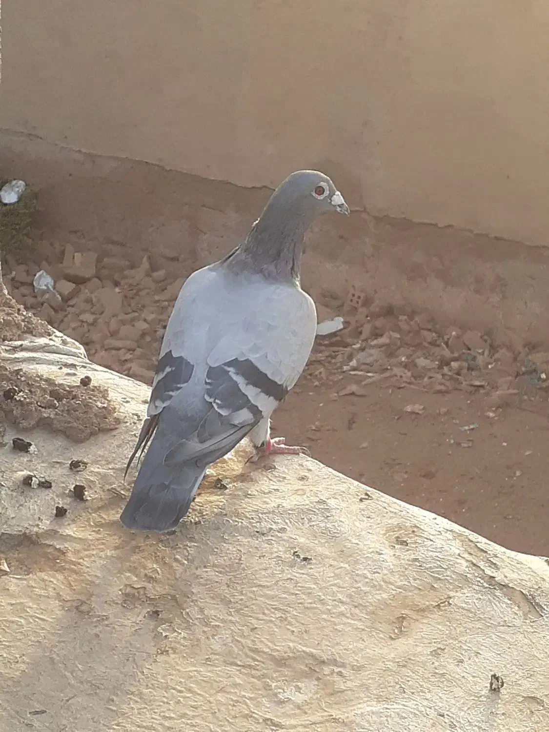 اهواز سوسنگرد|پرنده|اهواز, بهارستان|دیوار