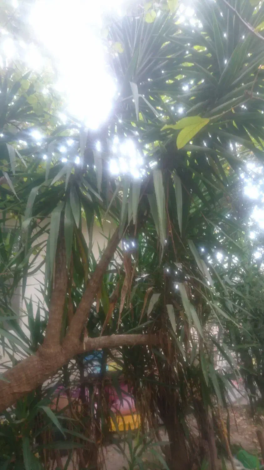 یوکا زیبا|گل و گیاه طبیعی|املش, |دیوار