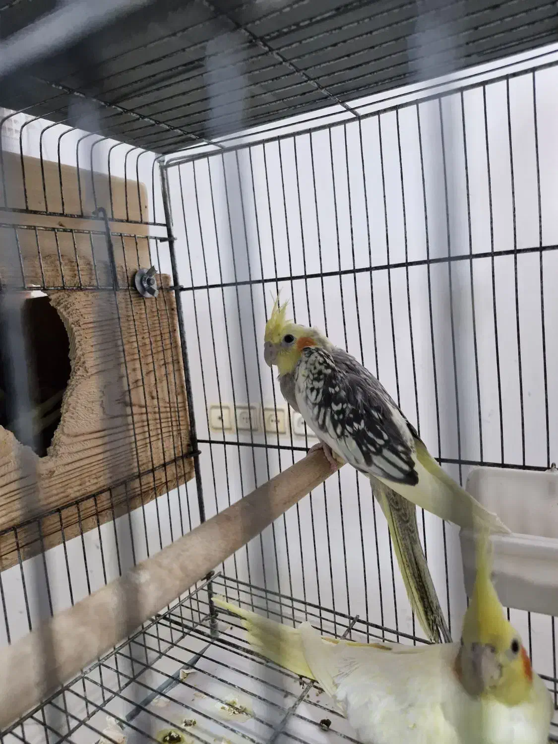 عروس هلندی سرلاکی|پرنده|رشت, جانبازان|دیوار