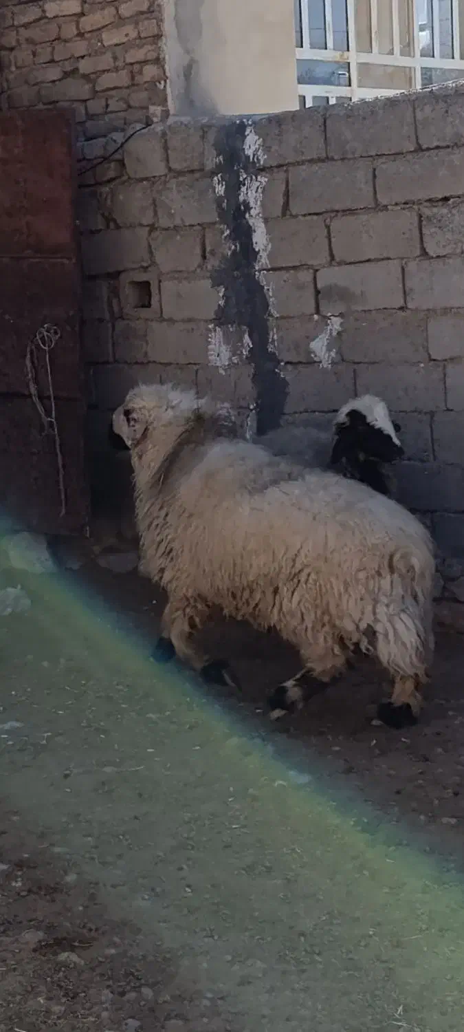 قوچ|حیوانات مزرعه|مرودشت, رامجرد یک|دیوار