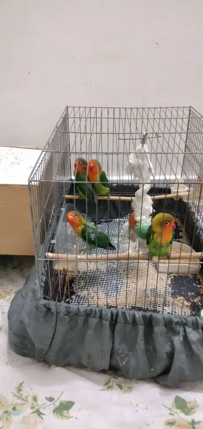 طوطی برزیلی|پرنده|اسلام‌شهر, زرافشان|دیوار