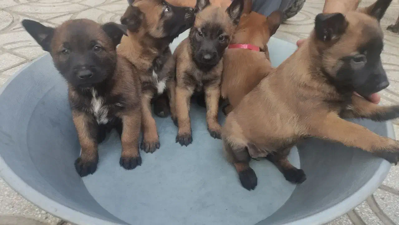 سگ مالی نیوز بلژیکی (سگ گارد) محافظ و نگهبان|سگ|تهران, لاله زار|دیوار