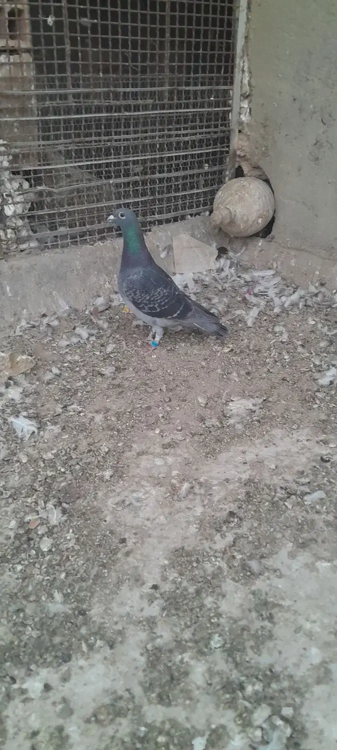 کبوتر پرشی.کود بار|پرنده|سبزوار, شرق کال میانی|دیوار