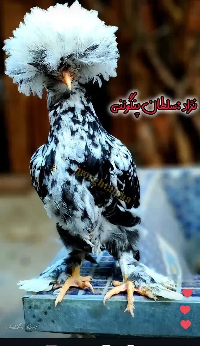 نیمچه در نژادهای برهما،پولند،سلطان،لهستانی|حیوانات مزرعه|اصفهان, بوستان ناژوان|دیوار